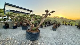Olivovník Oleaeuropaea bonsai