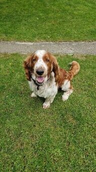 Welsh springer spaniel, predaj - 1