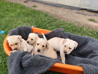 Šteniatka labrador