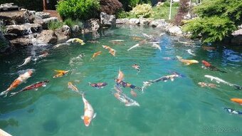 Koi kapre