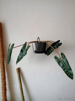 Philodendron Billietiae