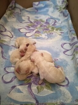 Maltipoo