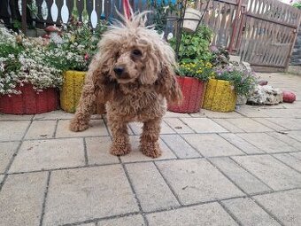 Pudel,pudlik red s PP