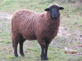 Predám mladého ročného barana
