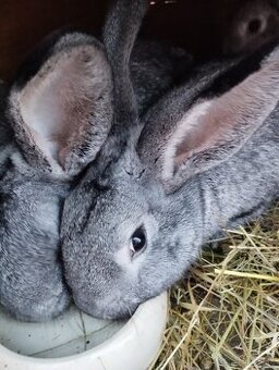 Cinčila Velka - Mäsové plemeno