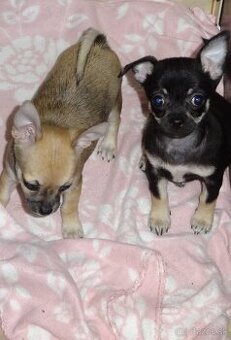 čivava krátkosrstá - 1