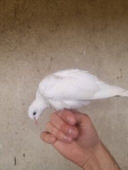 HRDLIČKY CHICHOTAVÉ