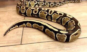 Python regius,ball python