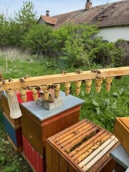 Predám včely - odložence rámiková miera B aj E