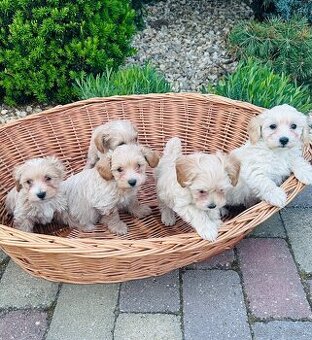 Maltipoo,pudel,maltezak