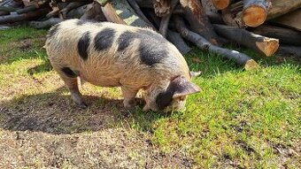 Kune kune