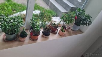 Predam tučnolist crassula