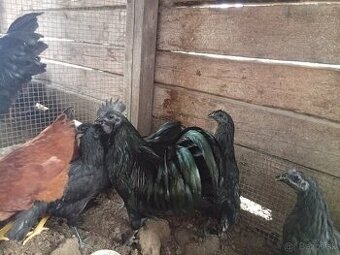 Kohút ayam cemani