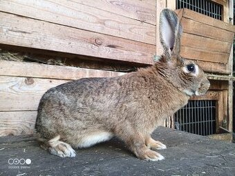 Samica kríženec 1 rok