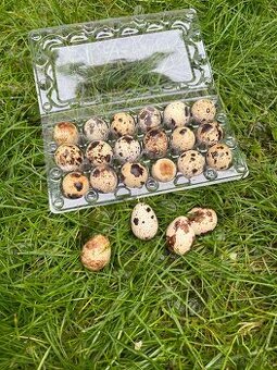 Prepeličie vajíčka