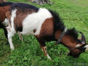 na predaj tohtoročný cap - 1