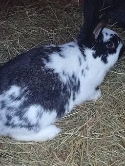 Zajace Samičky a samce