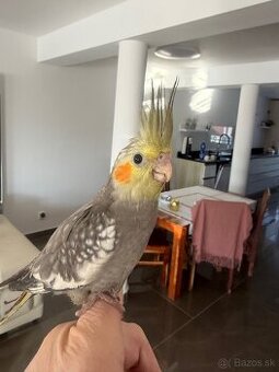 Korela ručne dokrmena Krotká