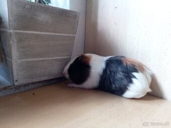 Predám morské prasiatko