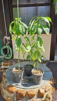 predám mladé rastliny avokádovníka