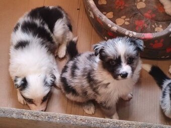 Border collie kiskutyák eladók