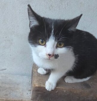 Darujeme 6-mesačné mačiatka