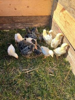 Brojlerové kuriatka Kalimero a Gyronelo