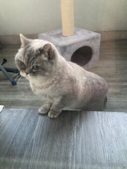 Britská colort point mačka