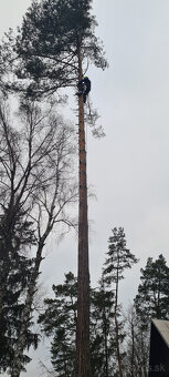 Orez a výrub rizikových stromov