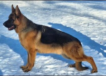 Nemecký ovčiak s PP