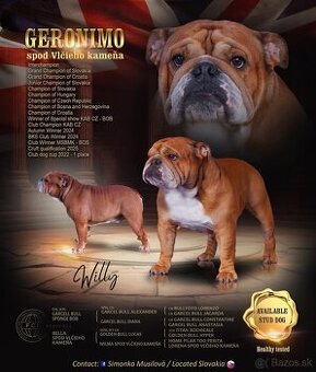 Anglicky Bulldog s PP na KRYTIE, buldog, Buldok ,