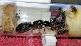 Mravce Camponotus herculeanus vhodné pre začiatočníka