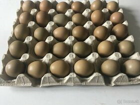 Násadové vajcia - Bažant poľný