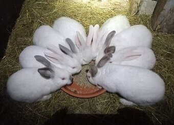 Samica mix 3,5 mesiace