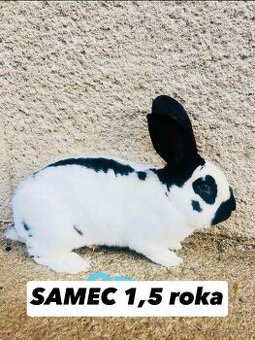 PREDÁM chovného samca NEMECKY OBROVITÝ STRAKAC