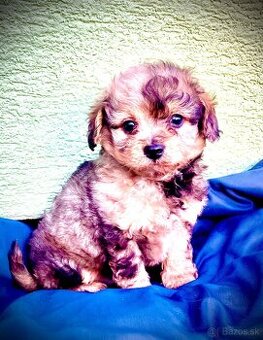 Maltipoo