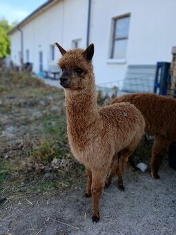 Alpaka samci