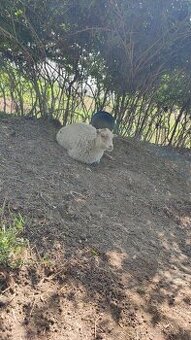 Oueessant Sheep / Mini-Ovečka / Ovca