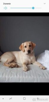 Hladam labradora na krytie