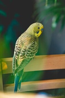 Andulka samček hravý