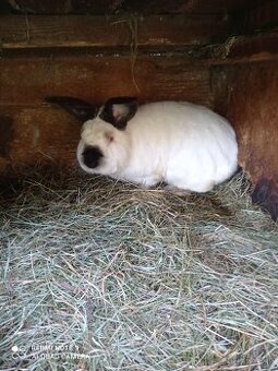 Kalifornské králiky