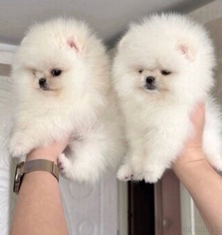 K dispozícii sú krásne šteniatka pomeraniana. Sú očkované.