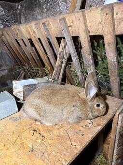 Králiky-Krížence mäsových plemien