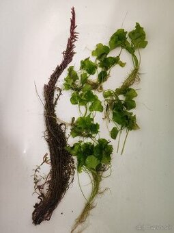 Predám rastlinky s koreňom