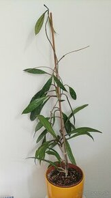 Hoya carnosa shirley - 1