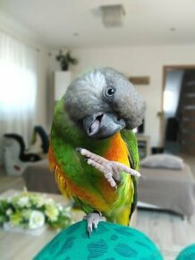 Papagáj Senegalsky