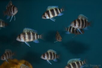 Cyphotilapia Frontoza Burundi