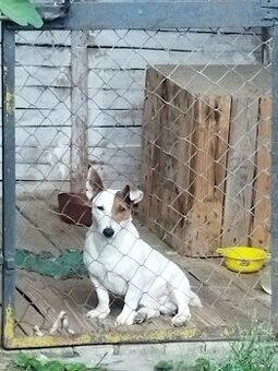 Jack Russel krytie
