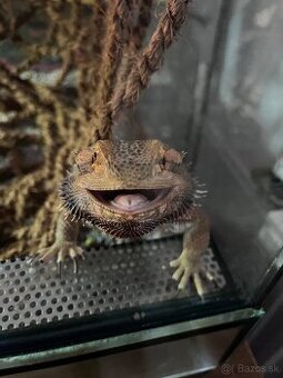 Agama Bradata