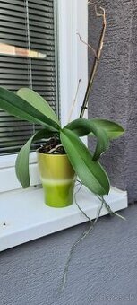Orchidea